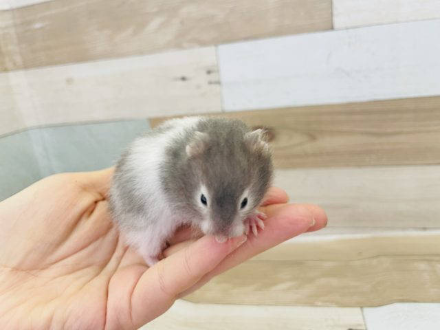 ゴールデンハムスター