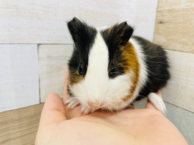 イングリッシュモルモット