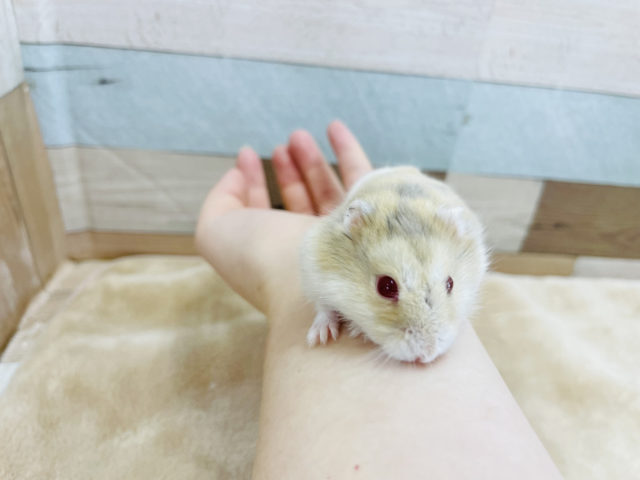 キャンベルハムスター