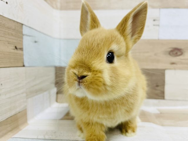 ネザーランドドワーフ