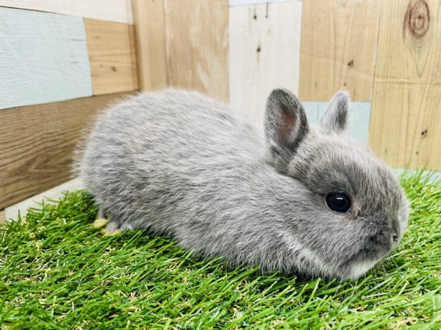 ネザーランドドワーフ