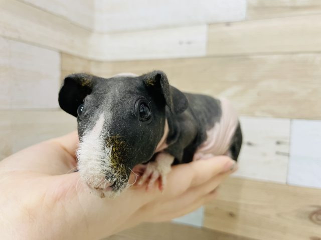 スキニーギニアピッグ