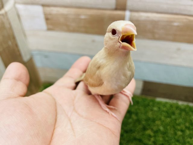シナモン文鳥