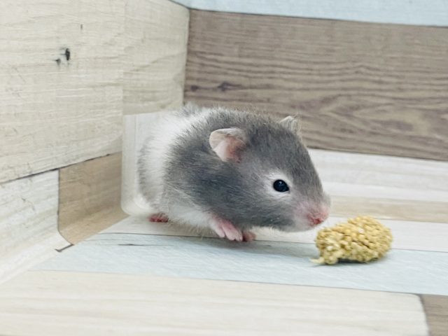 ゴールデンハムスター