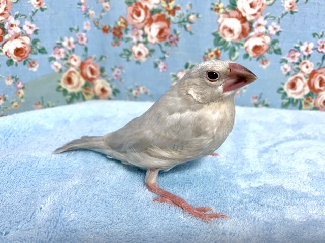 シルバー文鳥