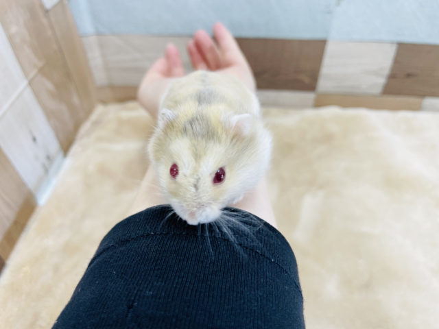 目の色が魅力的なハムスターちゃん♥️イエロールビーアイ! キャンベルハムスター