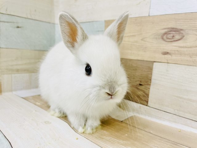 ネザーランドドワーフ