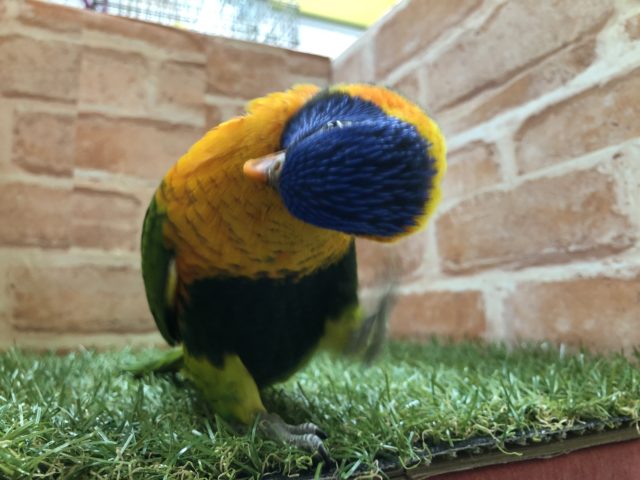 ゴシキセイガイインコ