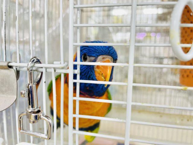 アカエリゴシキセイガイインコ