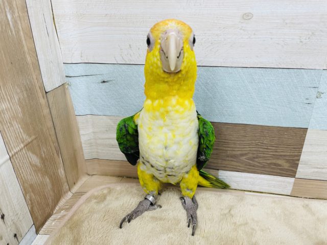 シロハラインコ