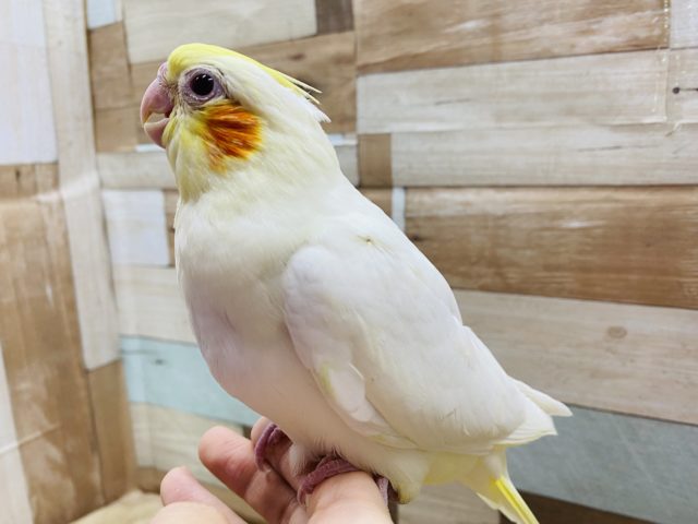 オカメインコ