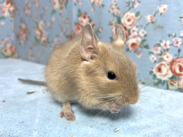 サンドデグー 男の子 3/16 デグー