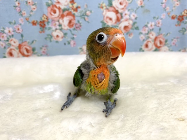 キエリボタンインコ