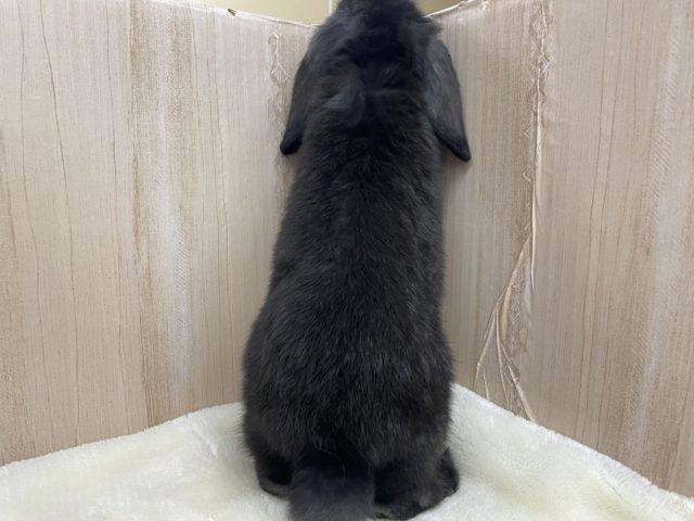 ロップイヤーラビット