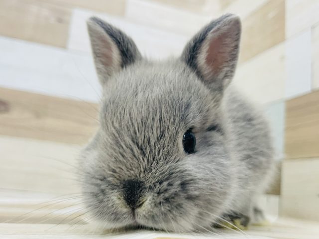 ネザーランドドワーフ