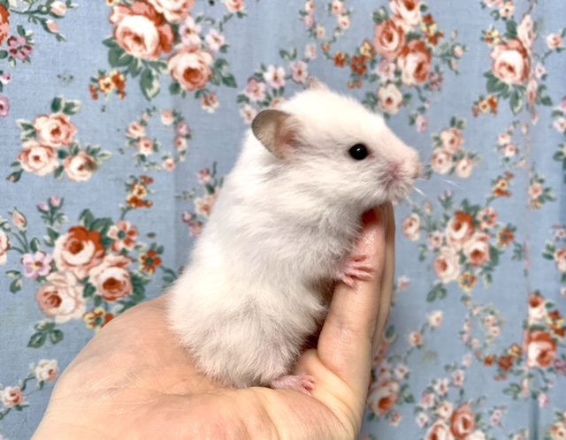 ゴールデンハムスター