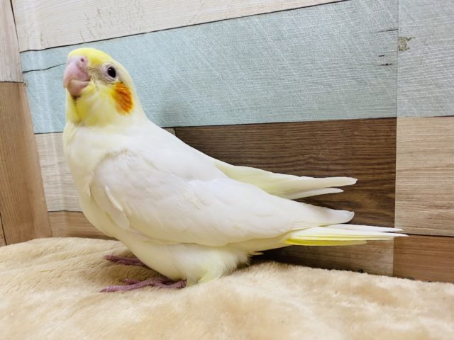 オカメインコ