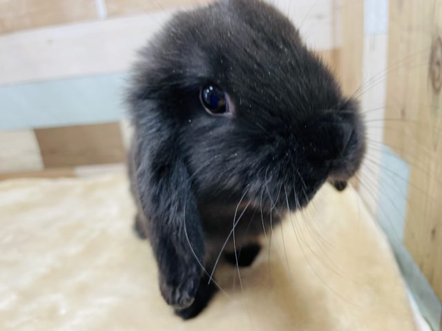 ホーランドロップ