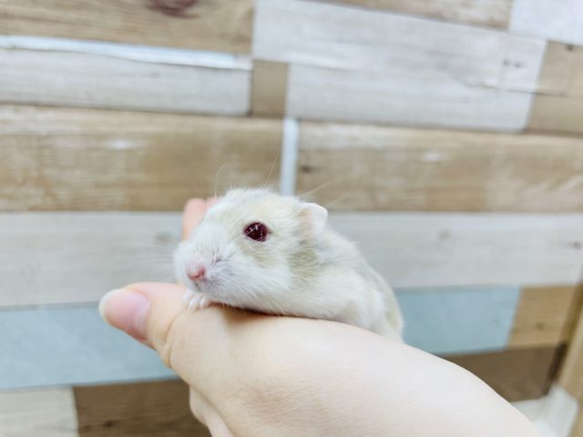 キャンベルハムスター