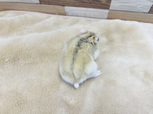 目の色が魅力的なハムスターちゃん♥️イエロールビーアイ! キャンベルハムスター