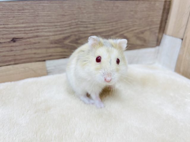 キャンベルハムスター