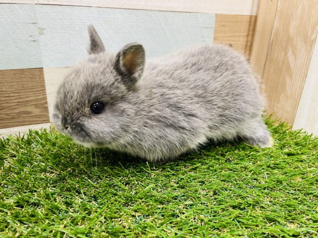 ネザーランドドワーフ