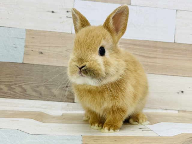 ネザーランドドワーフ