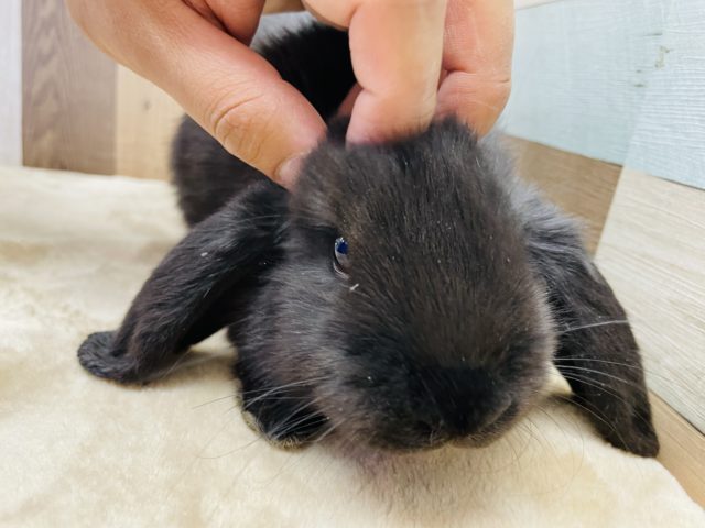 ホーランドロップ