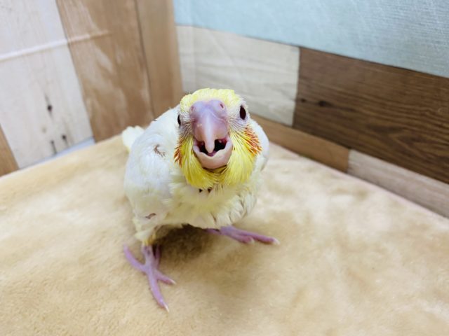 オカメインコ