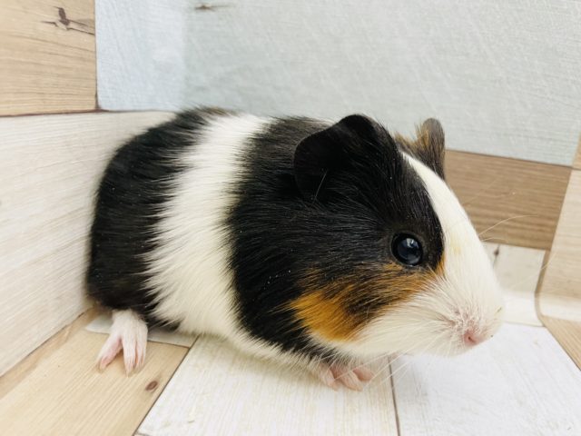 イングリッシュモルモット