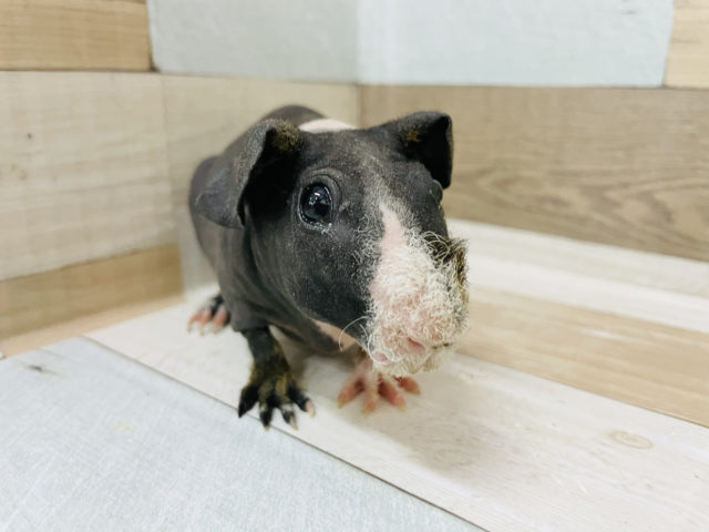 スキニーギニアピッグ