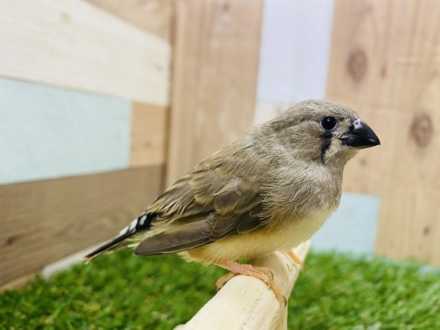 錦花鳥（キンカチョウ）