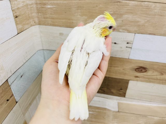 オカメインコ
