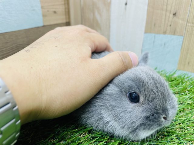 ネザーランドドワーフ