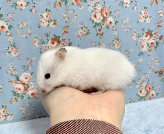 ゴールデンハムスター