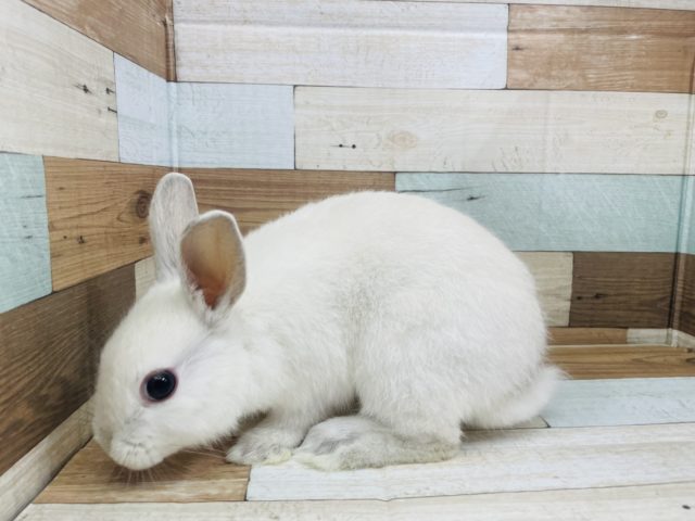 ネザーランドドワーフ