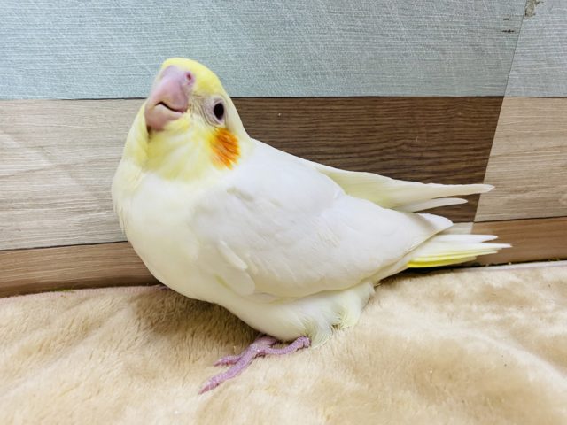 オカメインコ