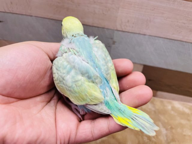 セキセイインコ