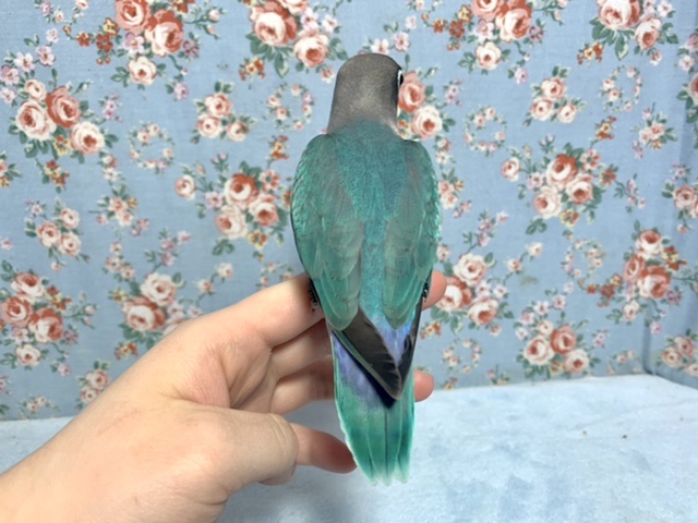 ブルーボタンインコ