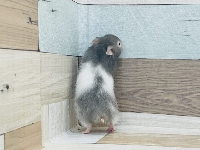 ゴールデンハムスター