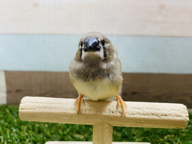 錦花鳥（キンカチョウ）