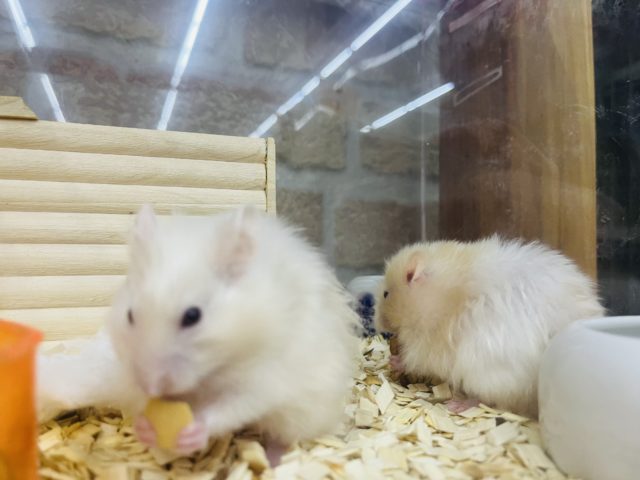 胸きゅん♡赤目サテンハムスター女の子! ゴールデンハムスター