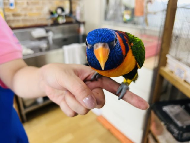 アカエリゴシキセイガイインコ