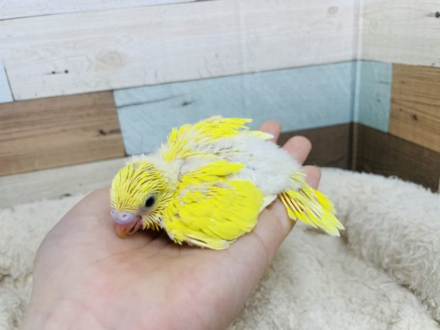 セキセイインコ