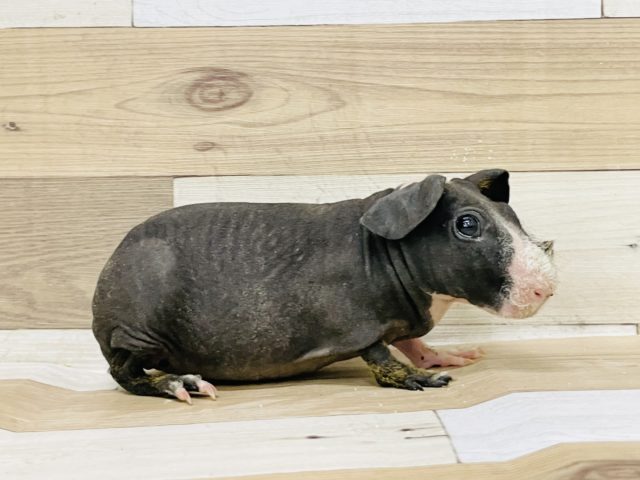 スキニーギニアピッグ