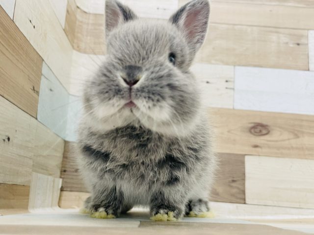 ネザーランドドワーフ