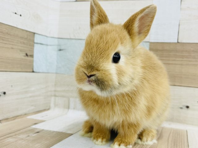 ネザーランドドワーフ