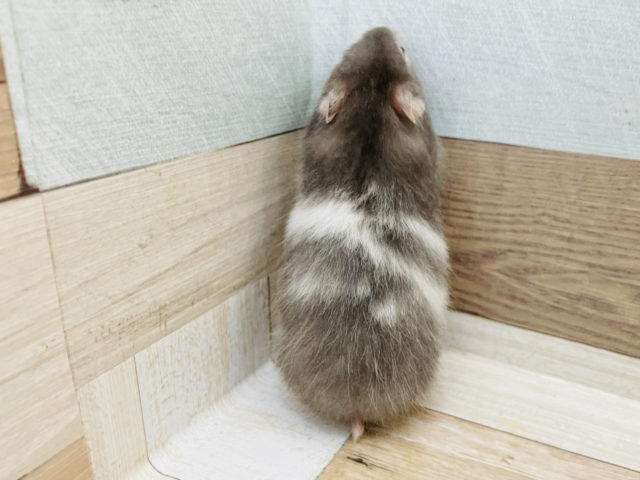 ゴールデンハムスター