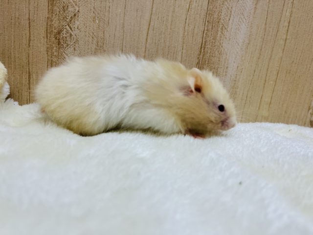 ゴールデンハムスター