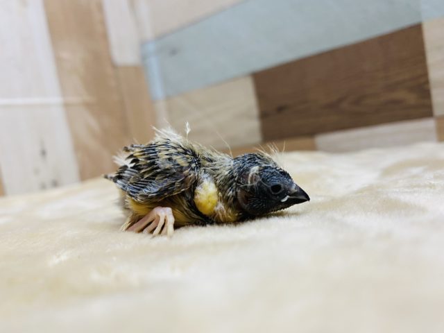 錦花鳥（キンカチョウ）